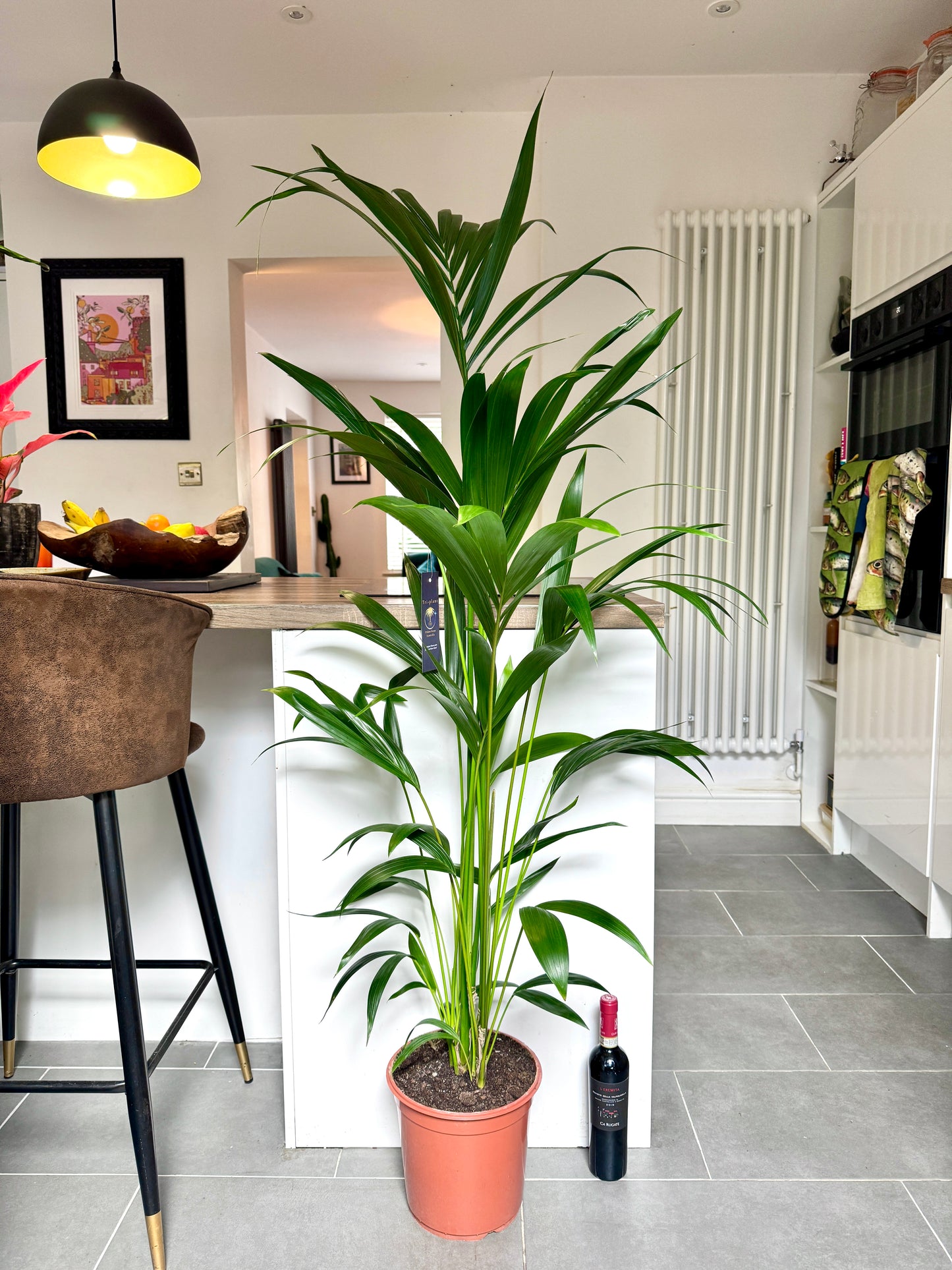 170cm Kentia Palm (Howea Forsteriana)