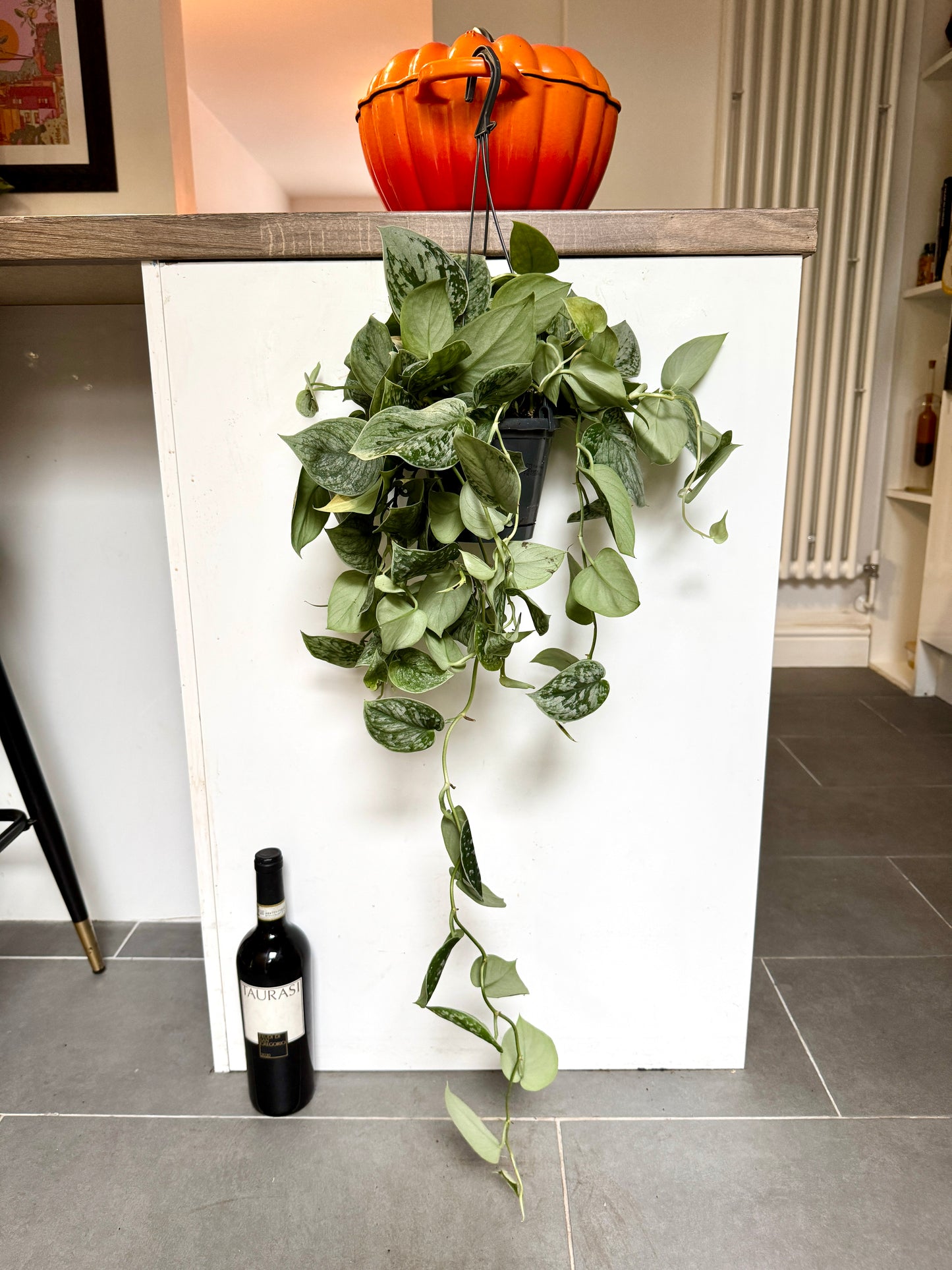 70cm Satin Pothos (Scindapsus Argyraeus)