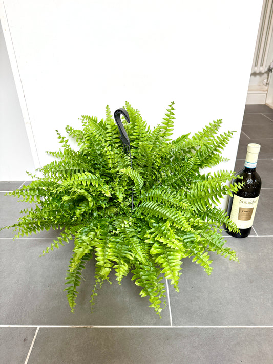 60cm Boston Fern