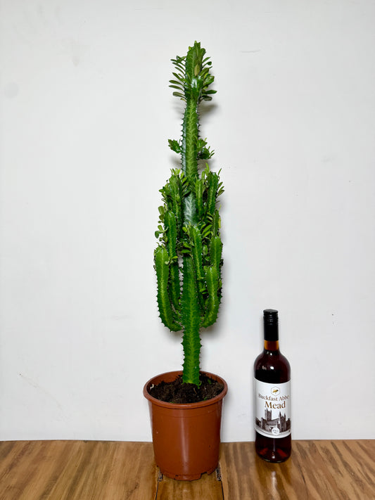 90cm Euphorbia Cactus