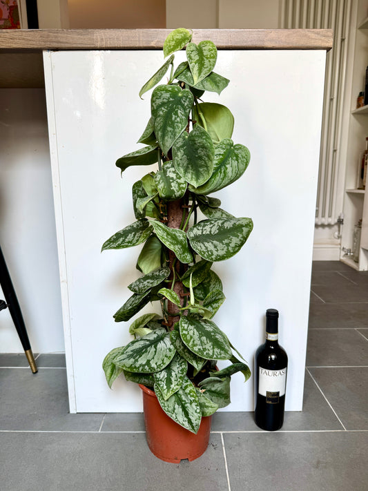90cm Scindapsus Pictus (Satin Pothos)