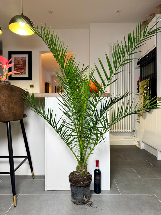 160cm Phoenix Roebelenill (Pygmy Date Palm)