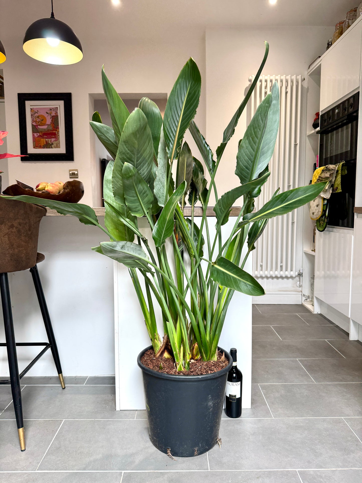 150cm Strelitzia Reginae (Orange Flowering Bird of Paradise)