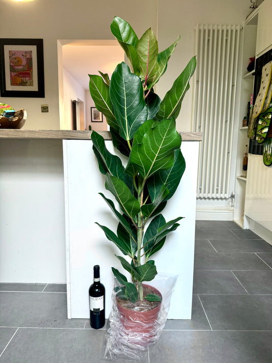 130cm Ficus Benghalensis Joy