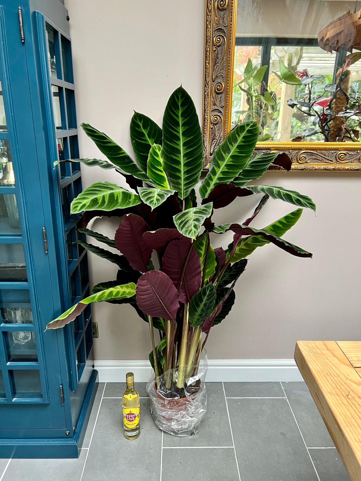 130cm Calathea Warscewiczii