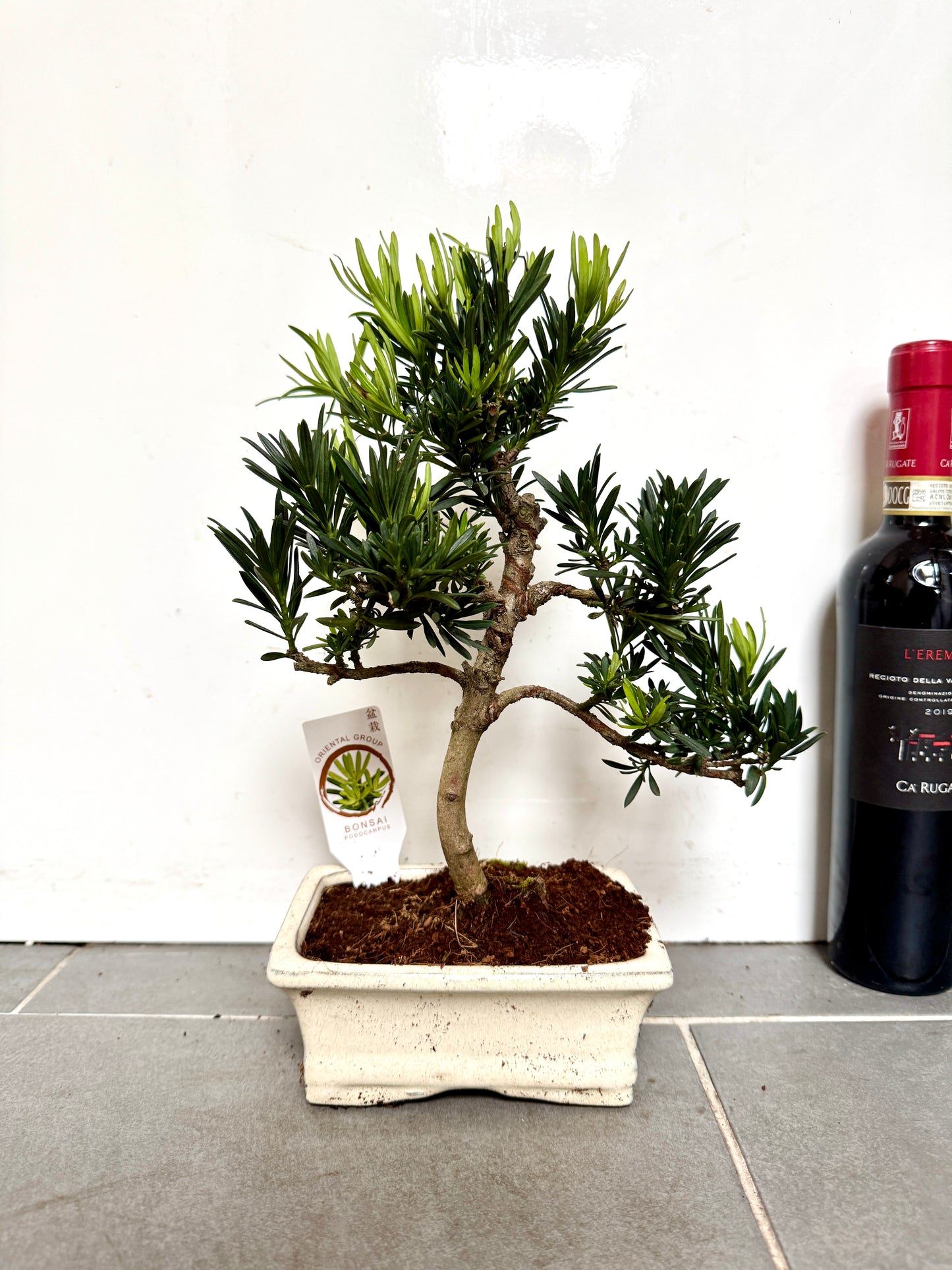 30cm Pine Bonsai Tree