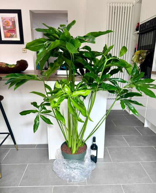 140cm Giant Philodendron Fun Bun