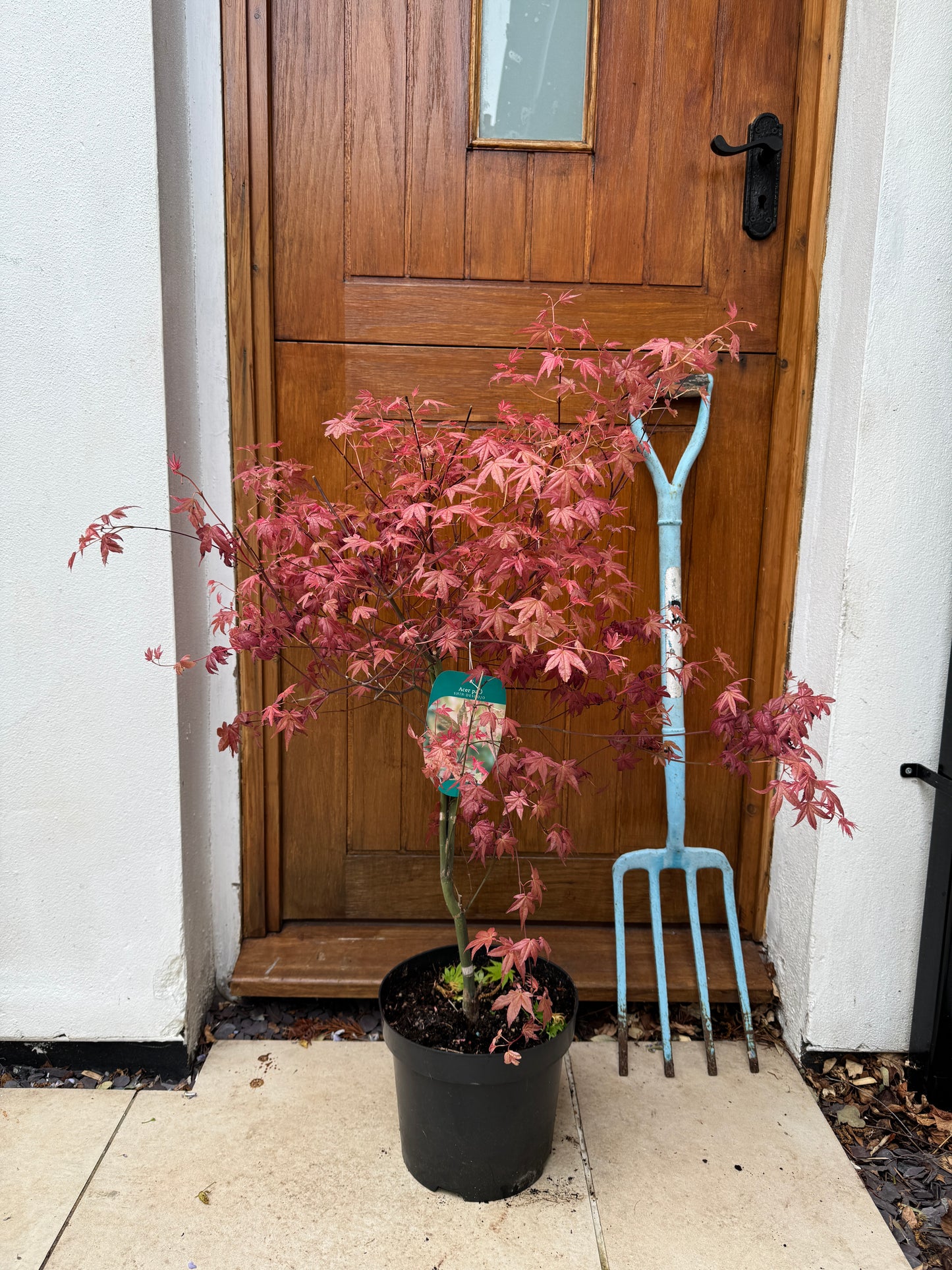 120cm Outdoor Acer Palmatum 'deshojo'