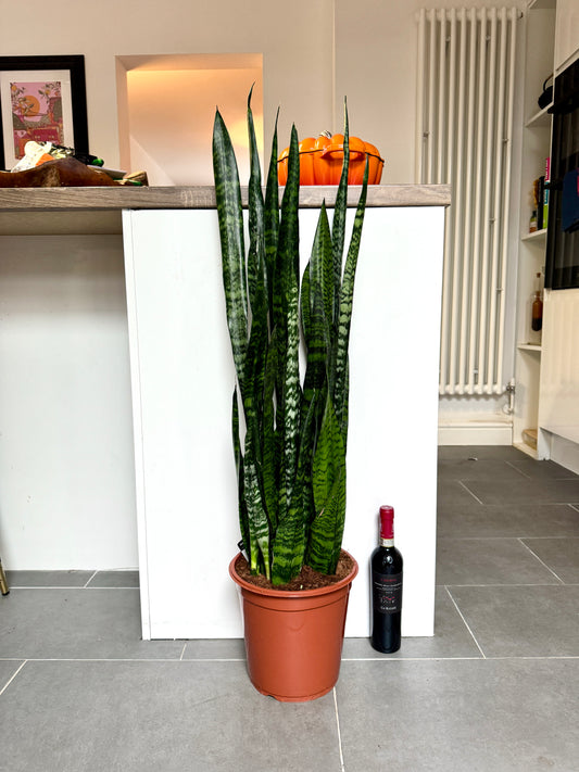 100cm Giant Sansevieria Zeylanica (Snake Plant)