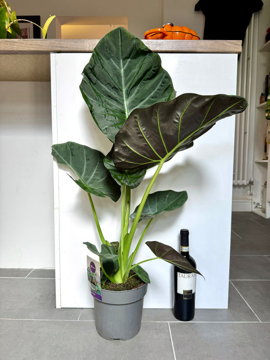 90cm Alocasia Regal Shields