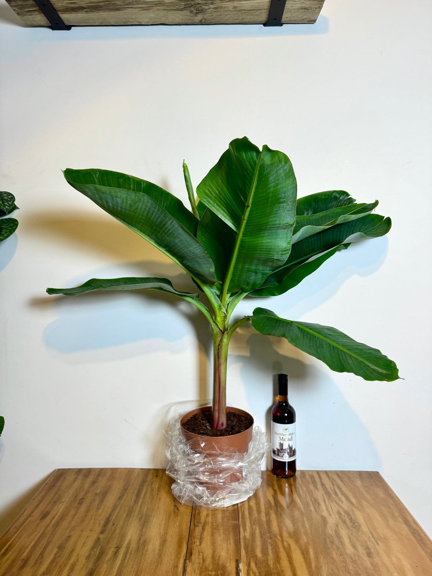 100cm Banana Tree (Musa Dwarf Cavendish)