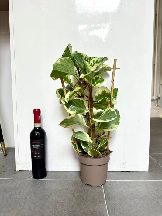 60cm Peperomia Obtusifolia
