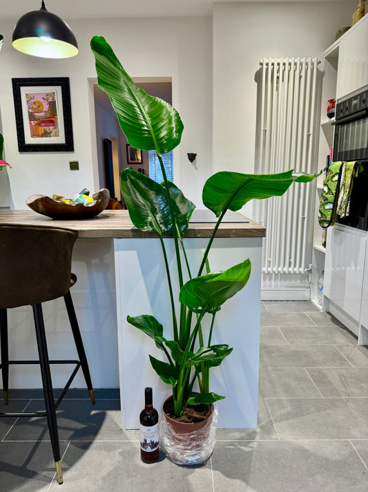 160cm Strelitzia Nicolai (Bird of Paradise)