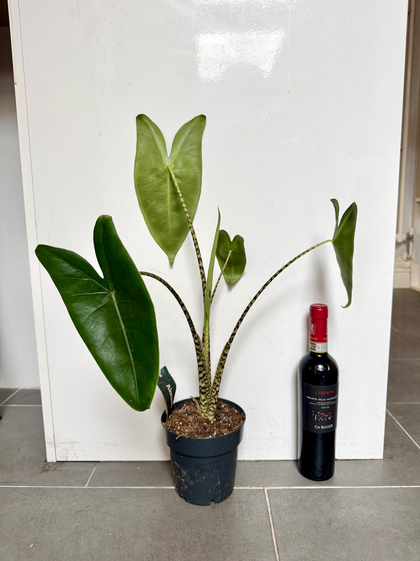 60cm Alocasia Zebrina