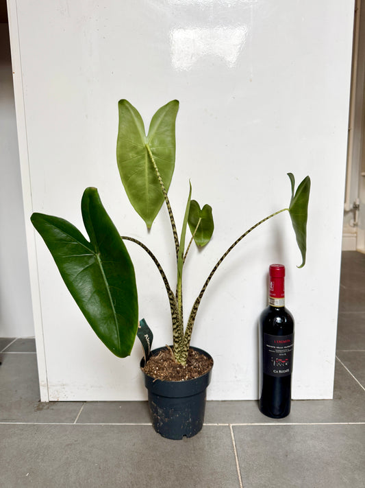 60cm Alocasia Zebrina