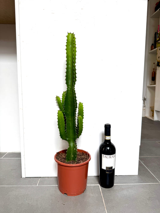 70cm Euphorbia Acrurensis cactus