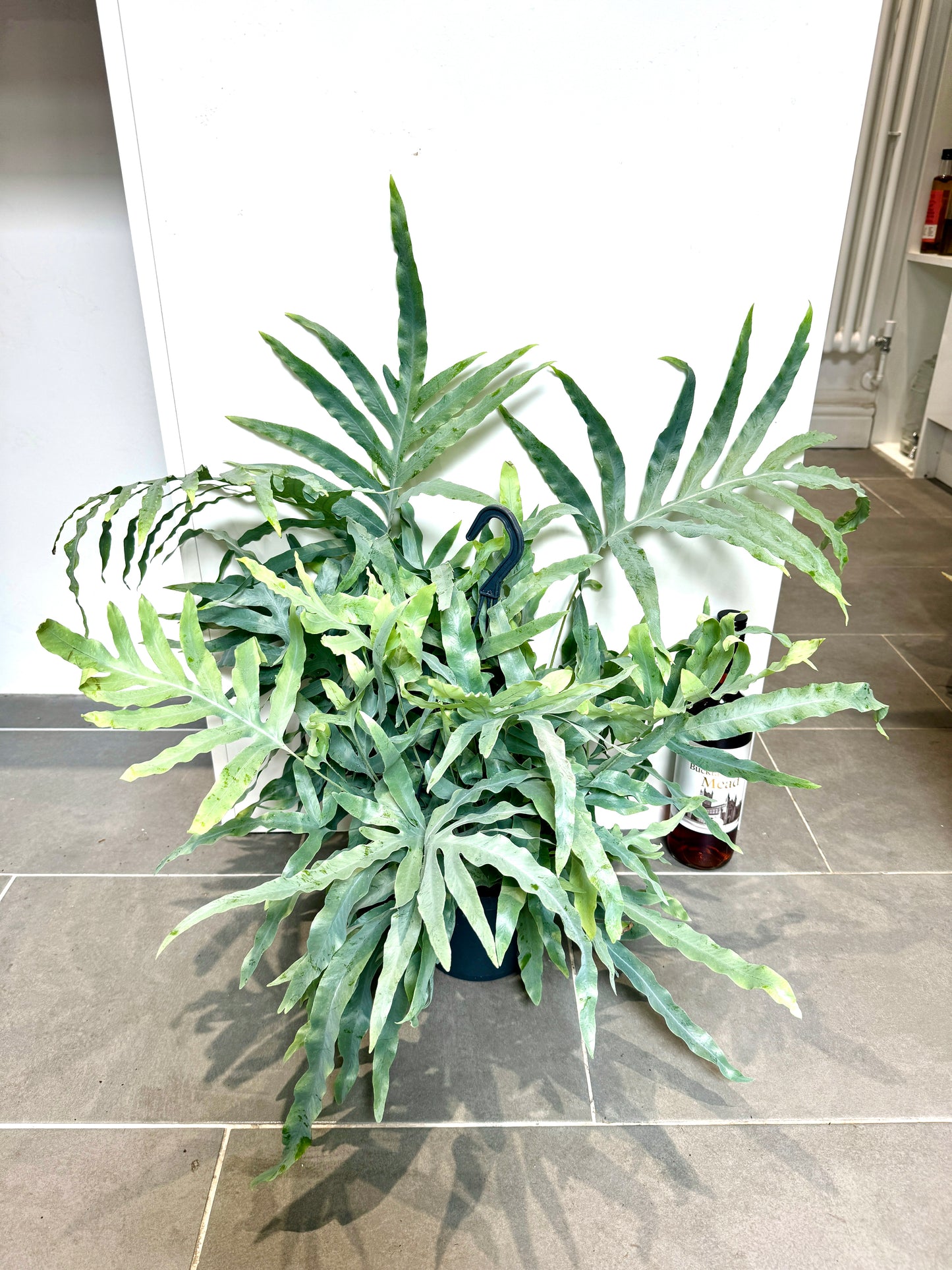60cm Phlebodium Aureum (Blue Star Fern)