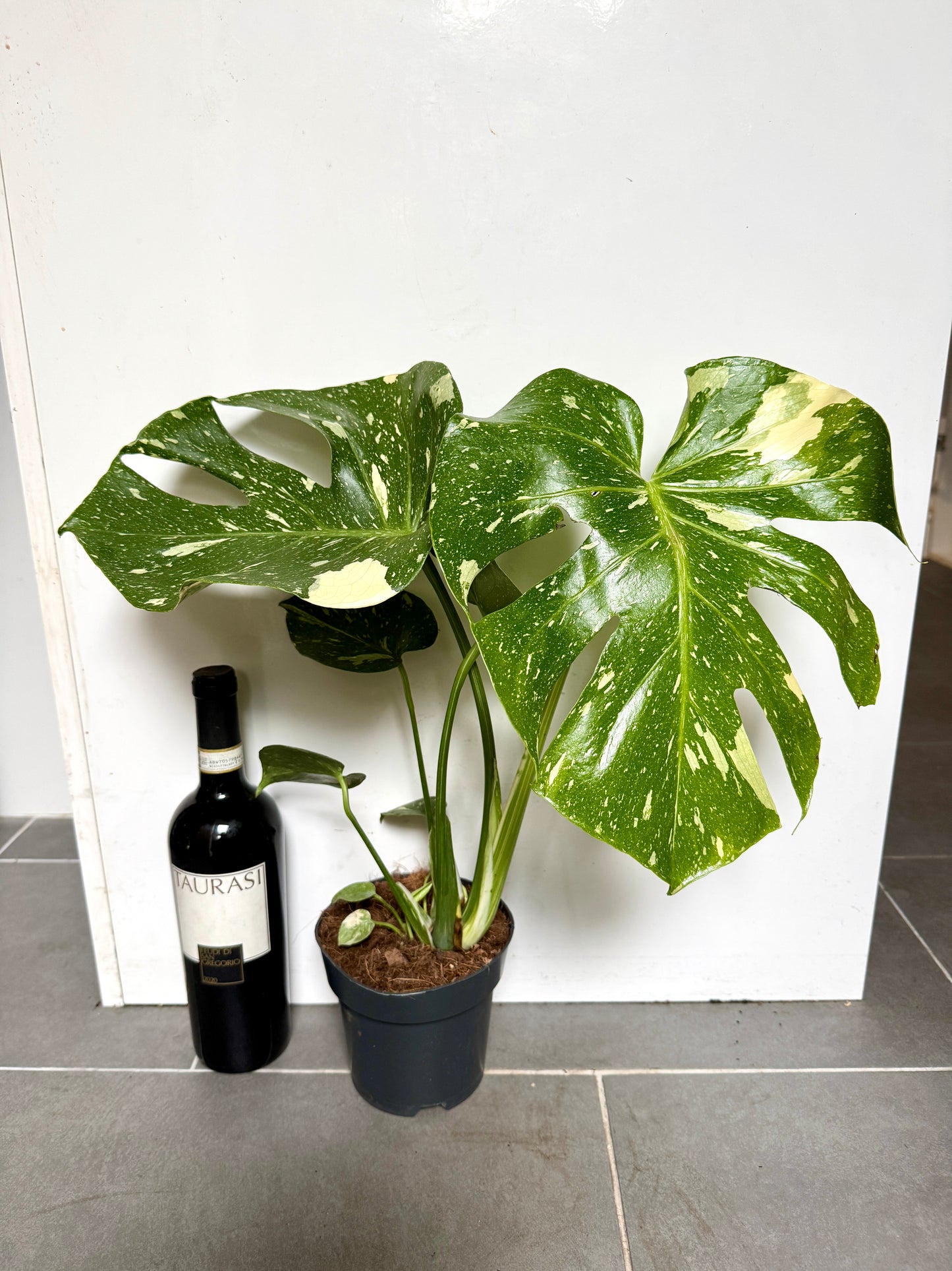 50cm Monstera Deliciosa Thai Constellation