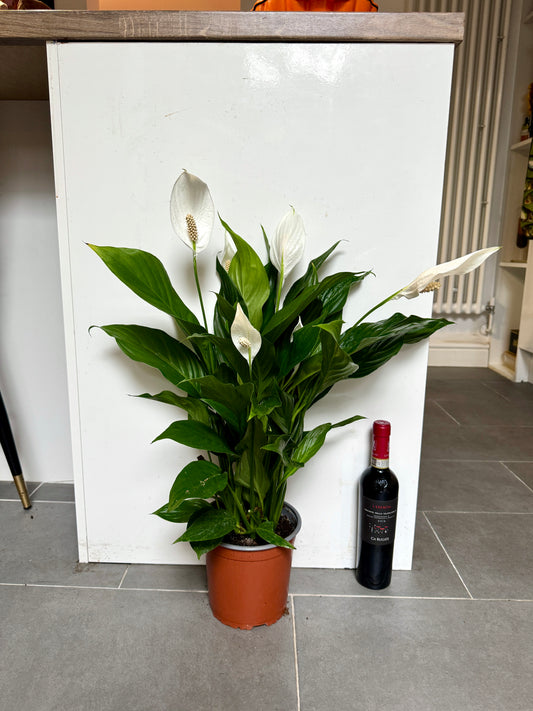 75cm Peace Lily