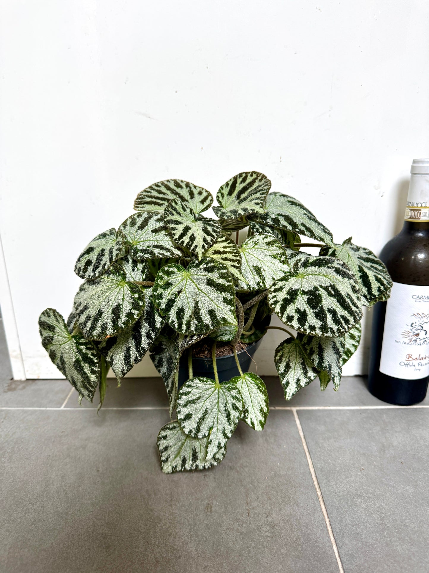 30cm Begonia Silver Jewel