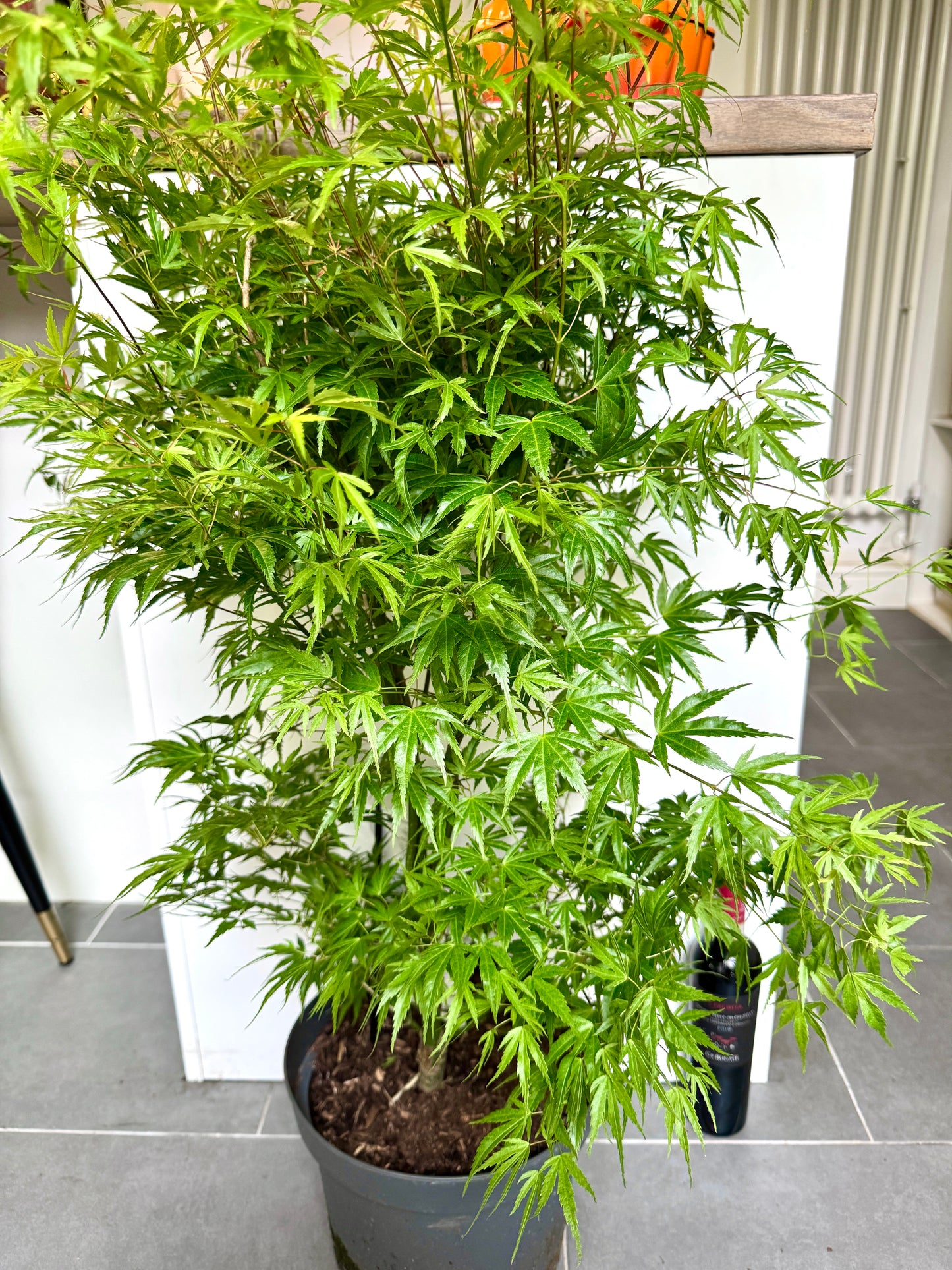 130cm Acer Palmatum Wilsons Pink Dwarf