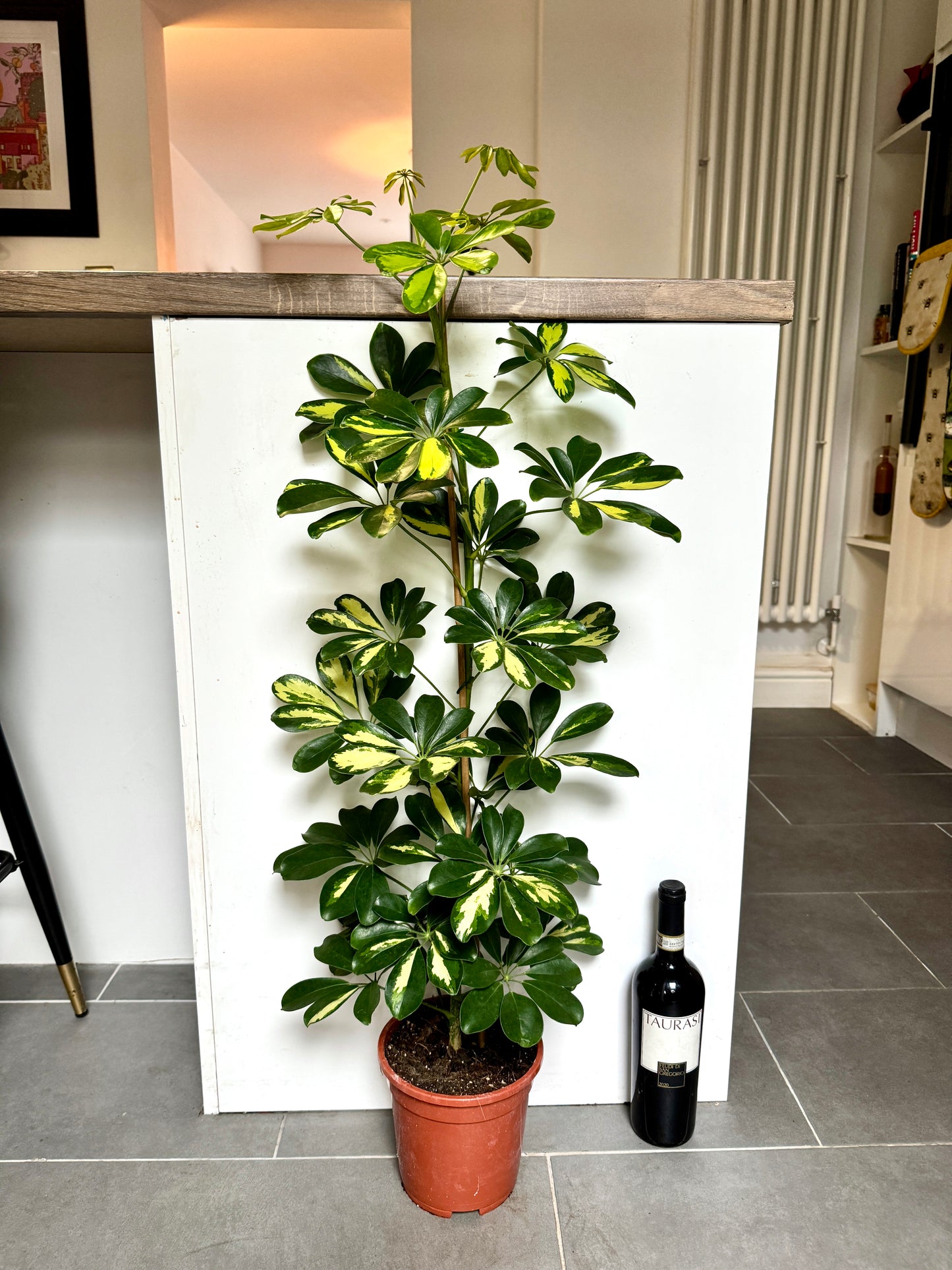 100cm Schefflera Gold Capella (Umbrella Plant)