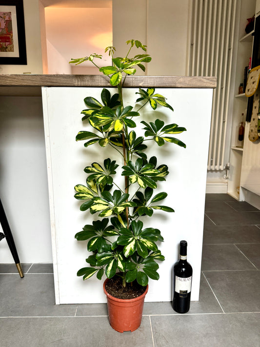 100cm Schefflera Gold Capella (Umbrella Plant)