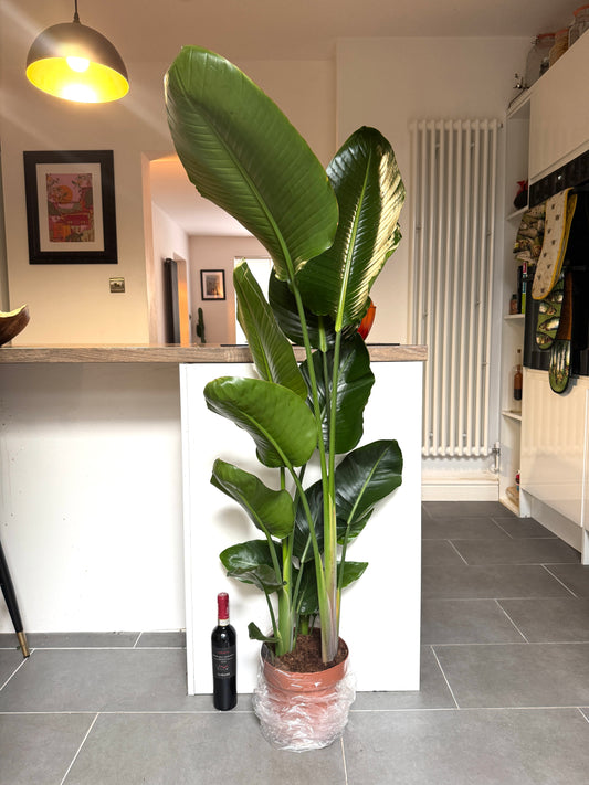 150cm Strelitzia Nicolai (Bird of Paradise)