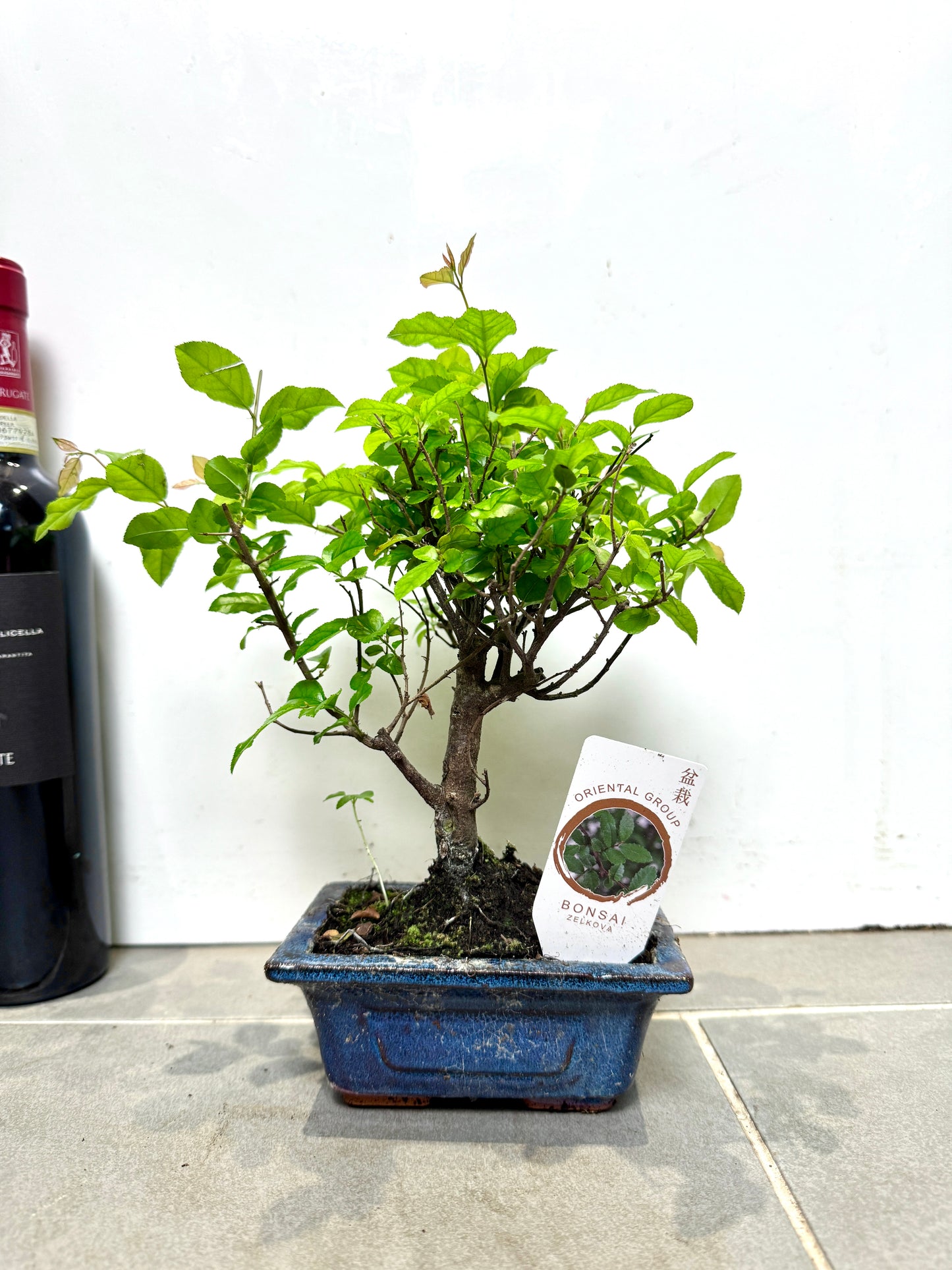 30cm Mixed Bonsai in Ceramic Dish