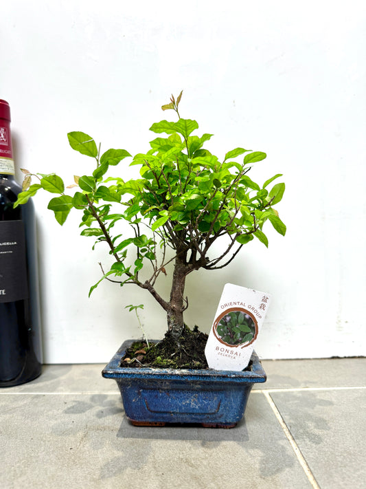 30cm Mixed Bonsai in Ceramic Dish