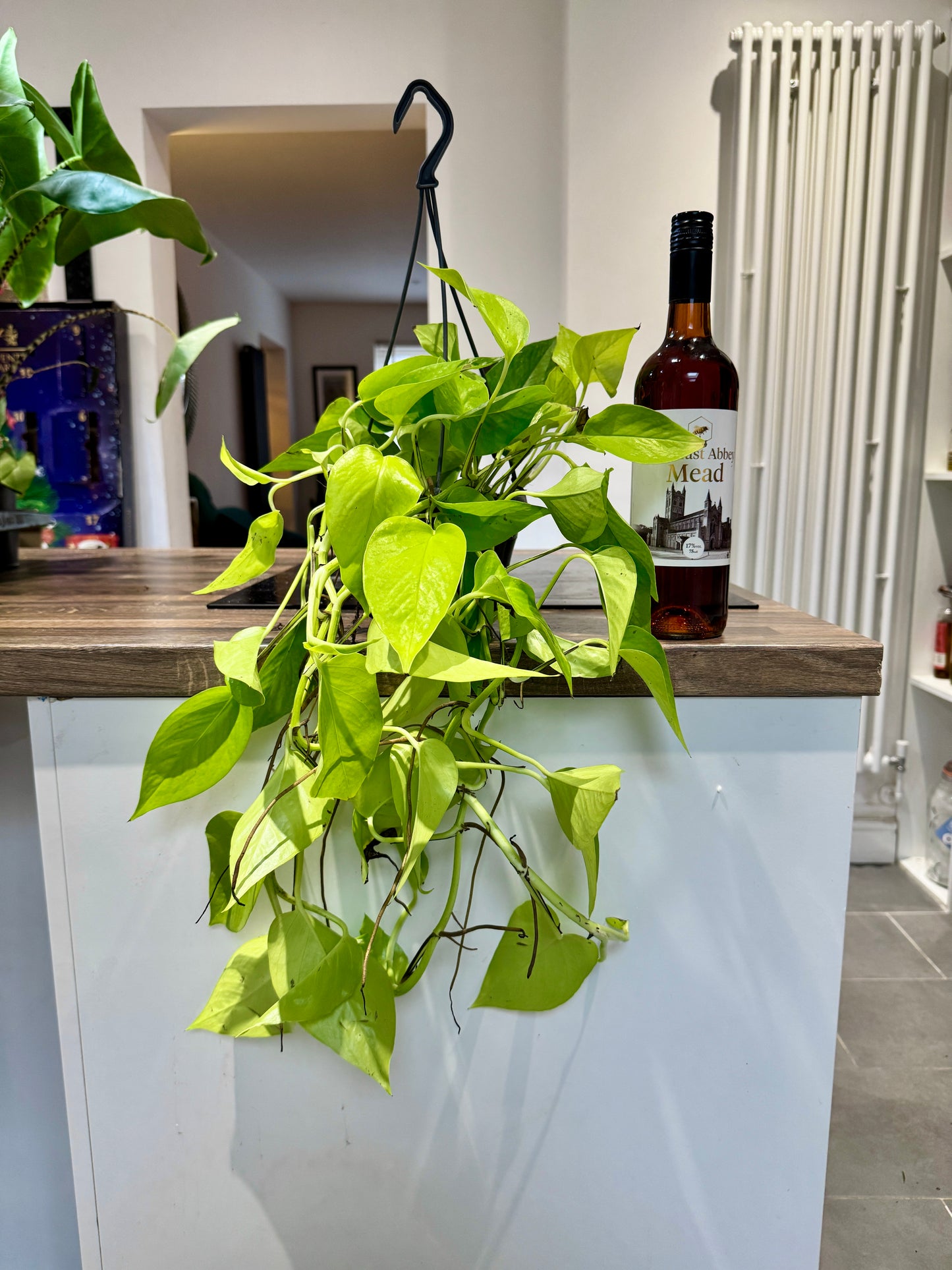 50cm Golden Pothos Devils Ivy