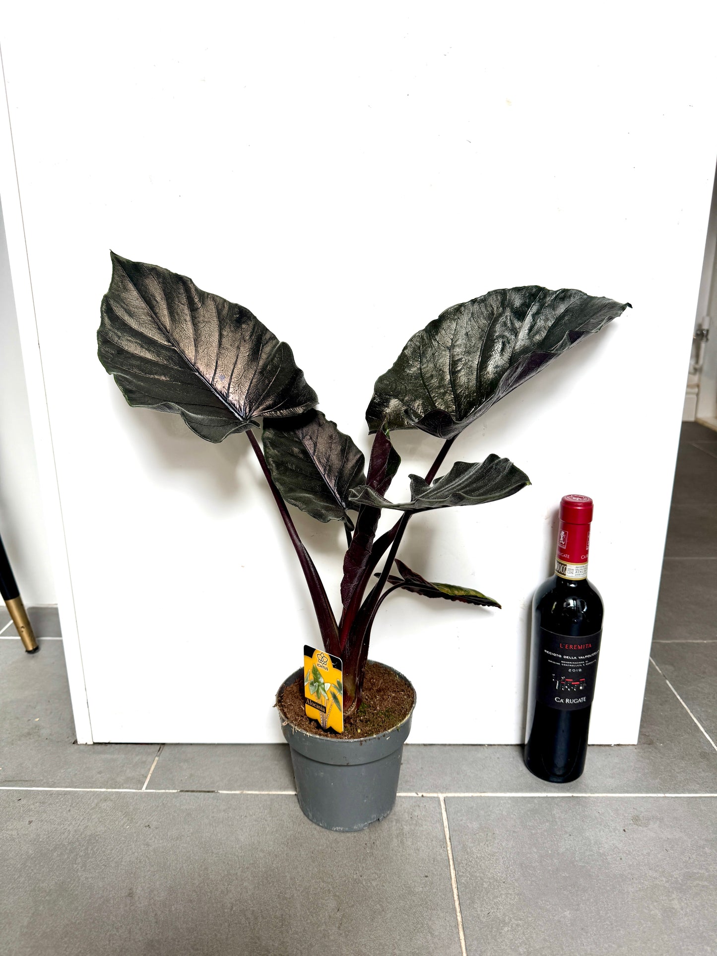 45cm Alocasia Antoro Black Velvet