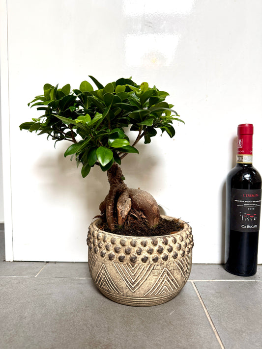40cm Bonsai Tree in Ceramic Pot
