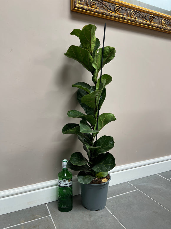 80cm Ficus Lyrata (Fiddle Leaf Fig)
