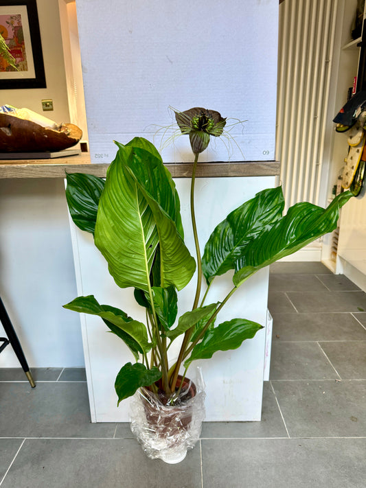 100cm Tacca Chantrieri (Black Bat Flower Plant)