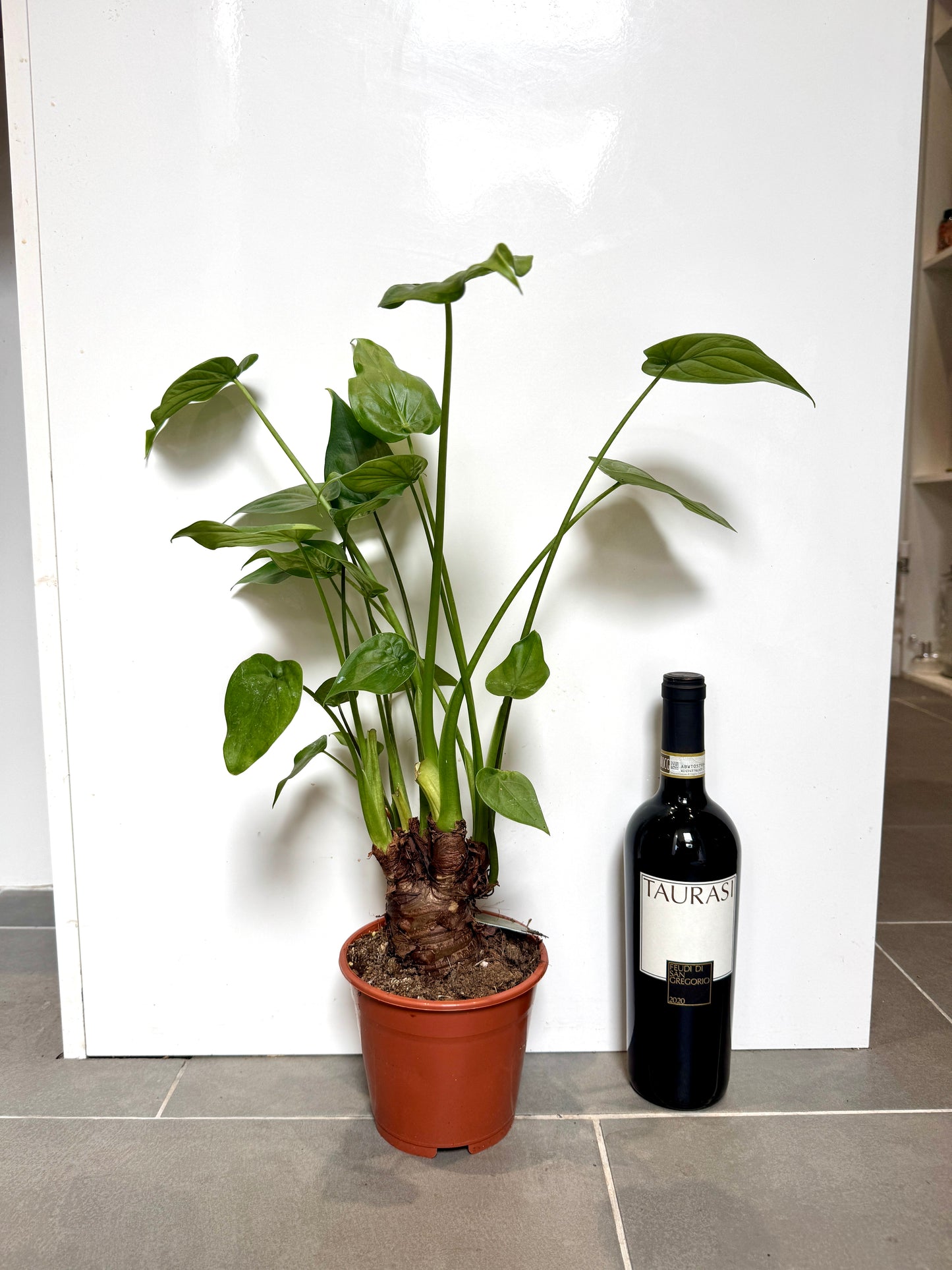 60cm Alocasia Cucullata