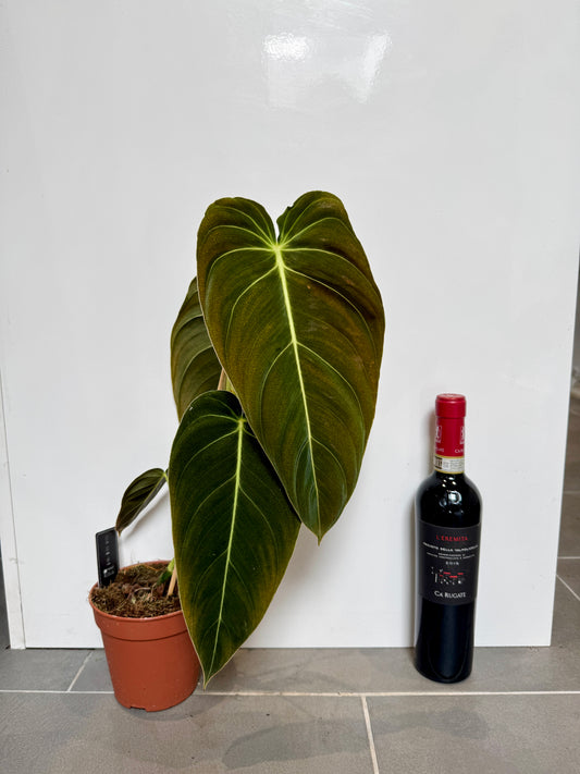 60cm Philodendron Melanochrysum