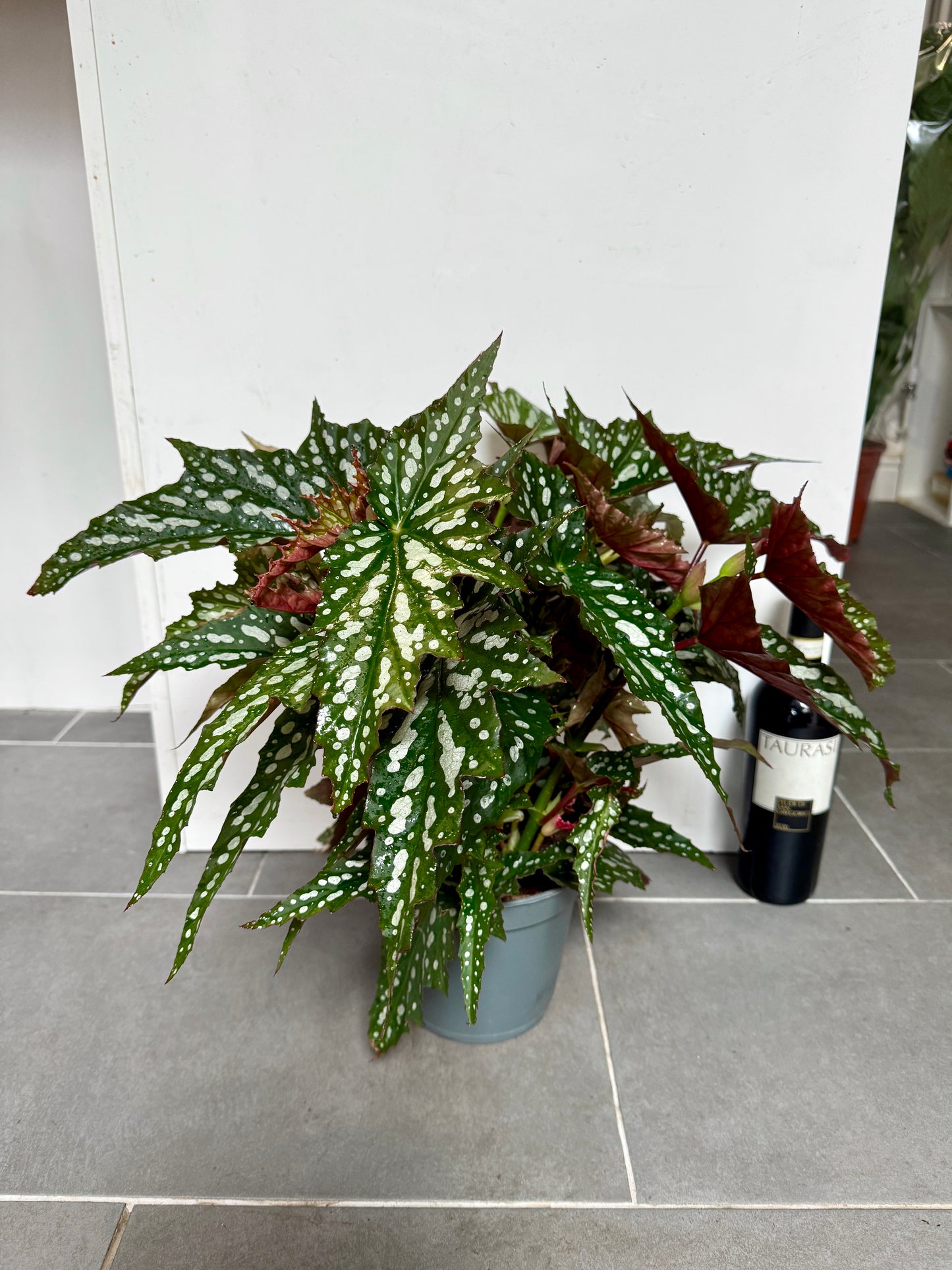 60cm Begonia Maculata Wightii