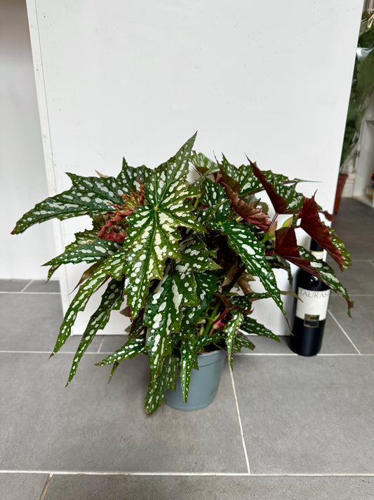 60cm Begonia Maculata Wightii