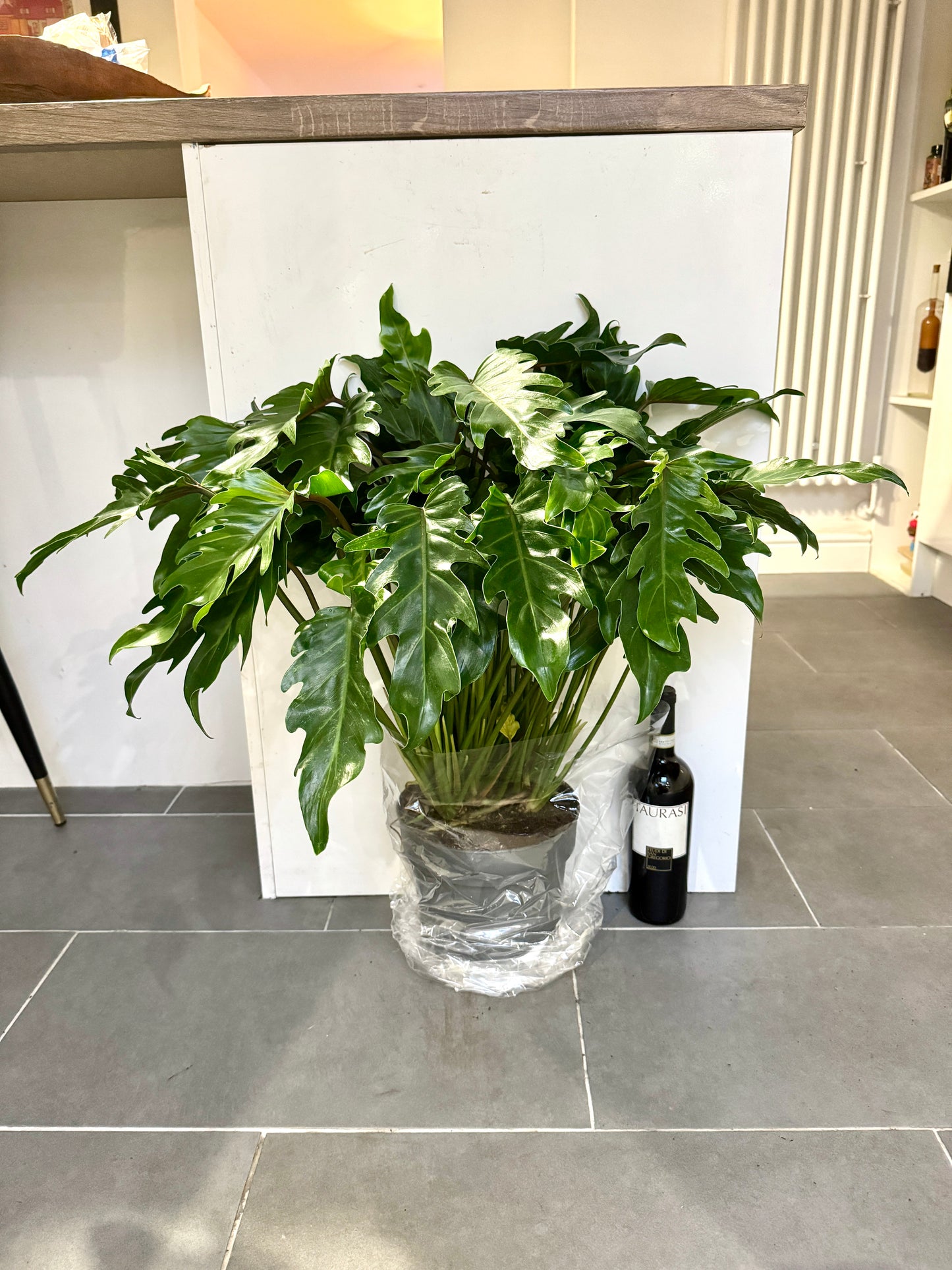 75cm Philodendron Xanadu
