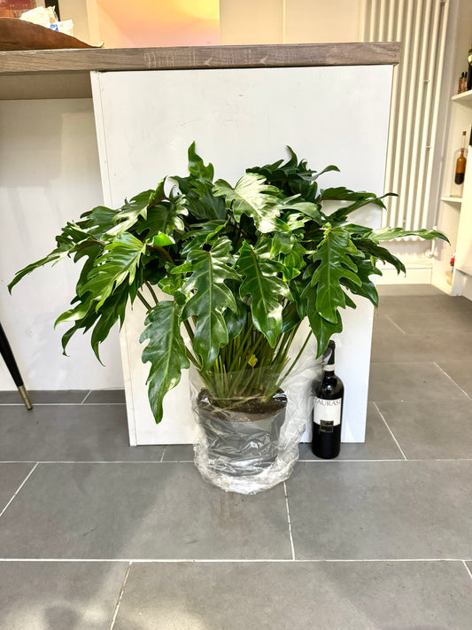 75cm Philodendron Xanadu