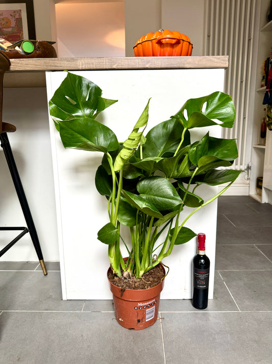 90cm Monstera Deliciosa (Swiss Cheese)
