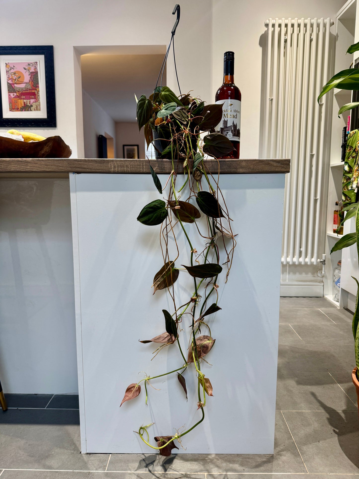 70cm Philodendron Micans