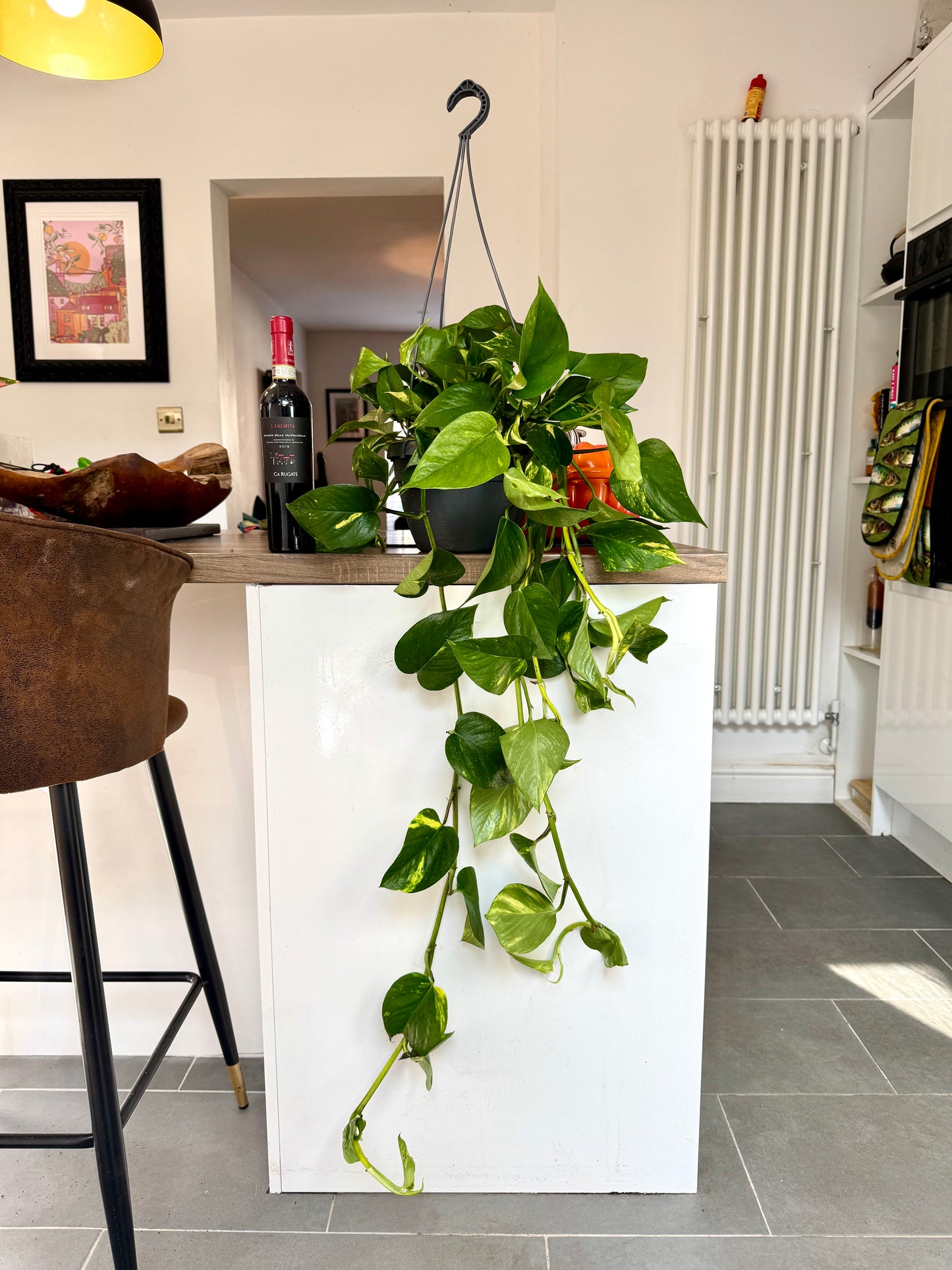 100cm Giant Devils Ivy