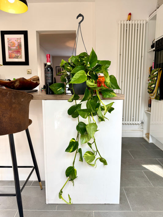100cm Giant Devils Ivy
