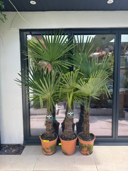 180cm Trachycaprus Fortunei Palm