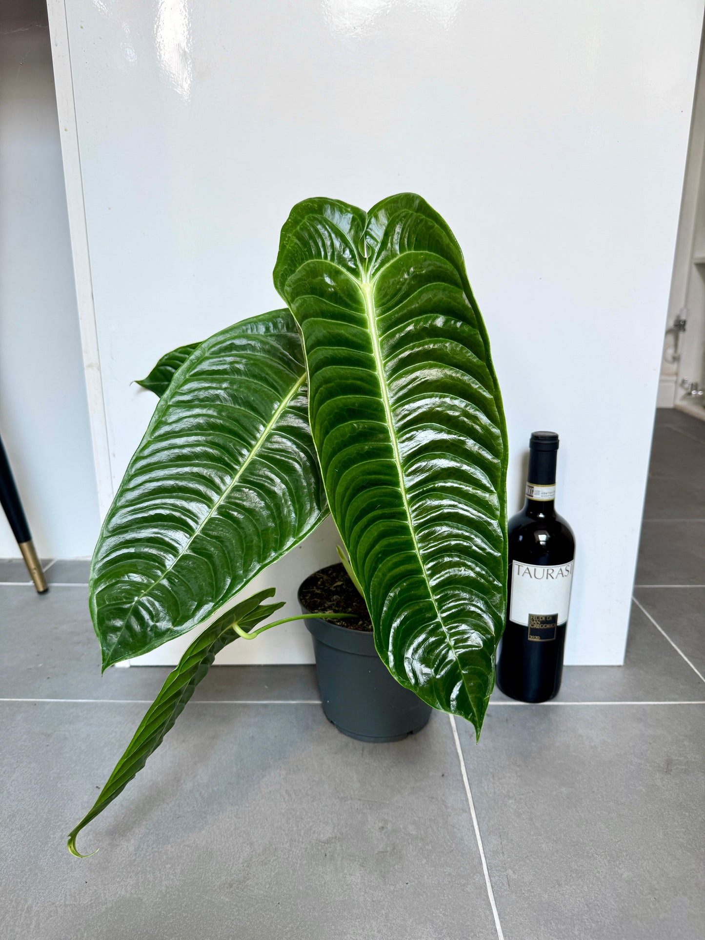 60cm King Anthurium Veitchii