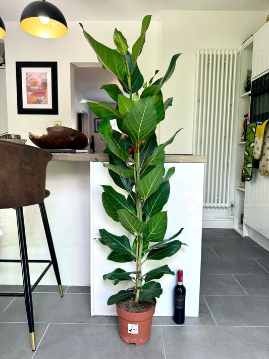 130cm Ficus Benghalensis Joy