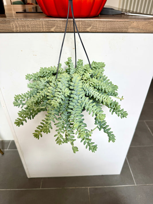 40cm Hanging Sedum Burrito