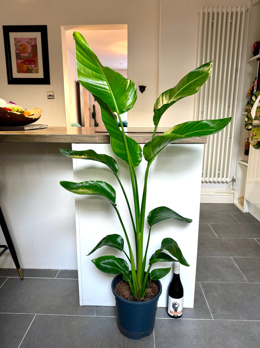 140cm Strelitzia Alba (Bird of Paradise)
